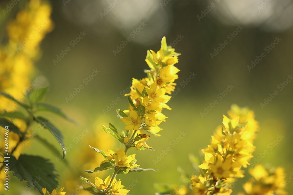 yellow flower in spring yellow flower in spring