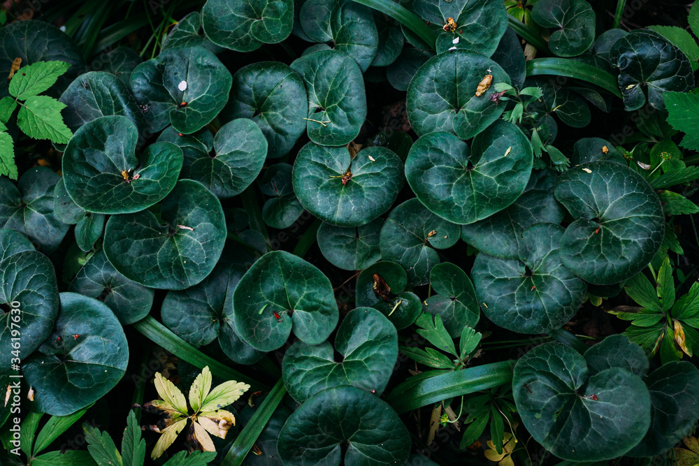 pattern texture lush green young foliage in spring sunlight pattern texture lush green young foliage in spring sunlight