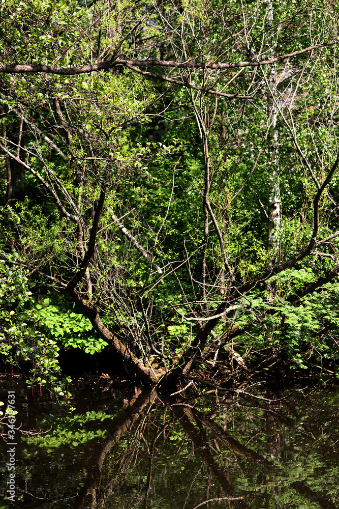 Eine Mangrove in einem See Eine Mangrove in einem See