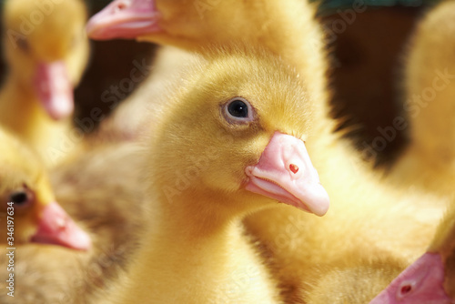 Portrait of a small yellow goose. Close up 