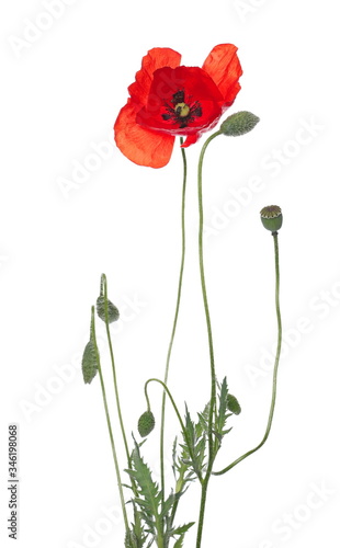 Fototapeta Naklejka Na Ścianę i Meble -  Red poppy flower with buds on stem isolated on white background, clipping path