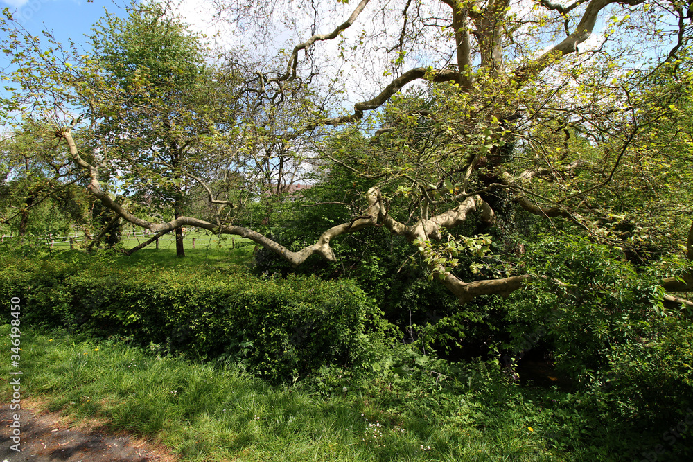 Fototapeta premium Ein alter Baum über einem Bach