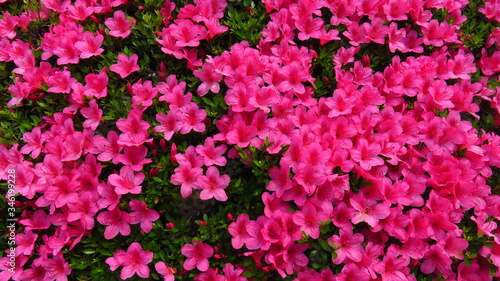 Bush with Small Pink Flowers 