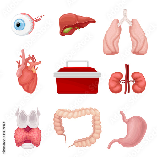 Donor Organs with Liver and Lungs for Transplantation Vector Set