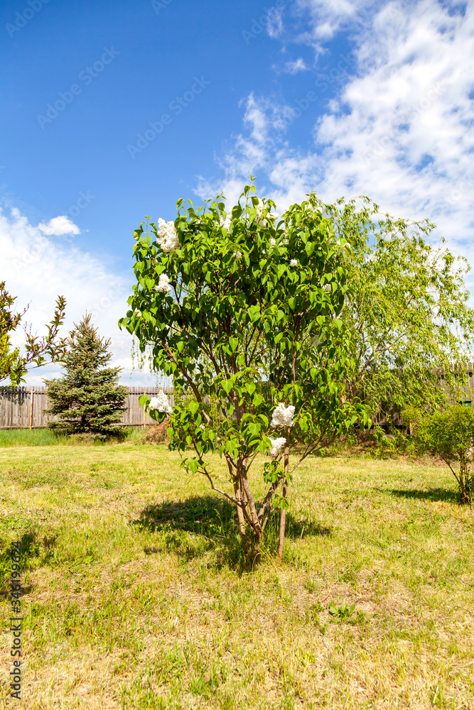 Obraz premium white lilac tree in the garden