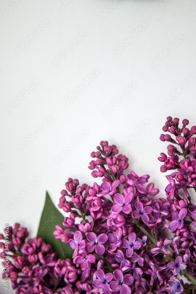 Beautiful lilac on a white background Beautiful lilac on a white background