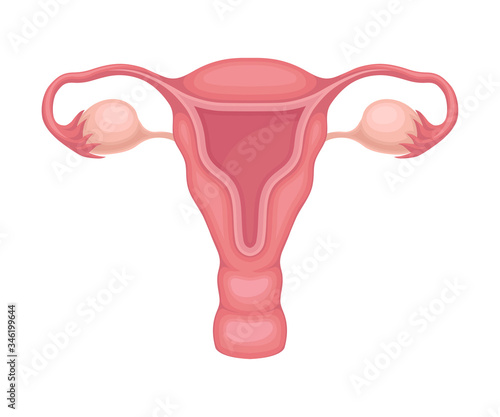 Donor Organ of Female Reproductive System for Transplantation Vector Illustration