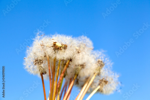 bouquet of dandelion  Taraxacum officinale  seeds against blue sky