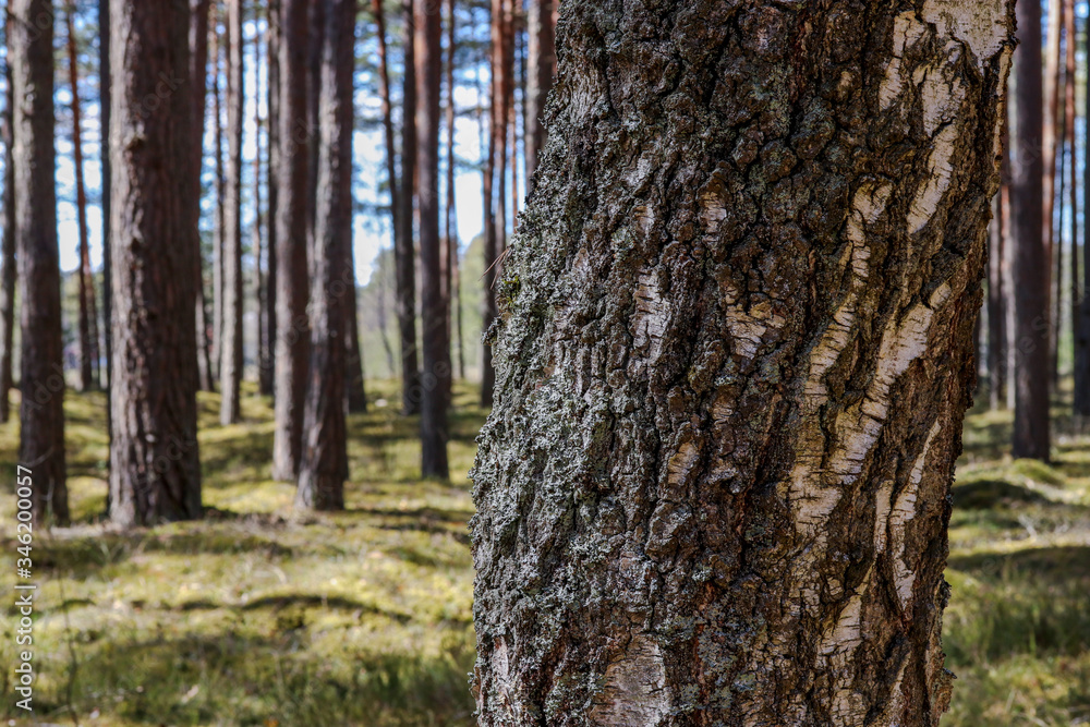 Obraz premium tree in the forest