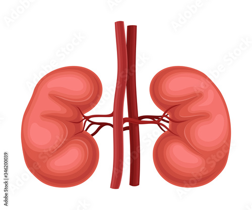 Kidneys as Donor Organ for Transplantation Isolated on White Background Vector Illustration