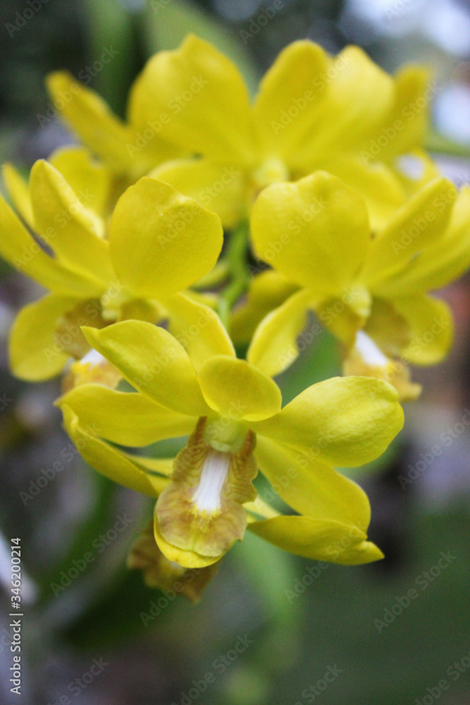 Fototapeta premium Blooming yellow orchid, tropical flowers in Maldives. Beautiful orchid in natural scene on exotic island in Indian ocean. Exotic blossom