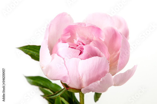 Fototapeta Naklejka Na Ścianę i Meble -  one pink peony on white background