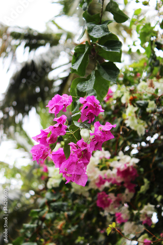 Pink and white bougainvillea blooming in tropical garden, Maldives islands. Beautiful and colorful bougainvillea flowers, floral background