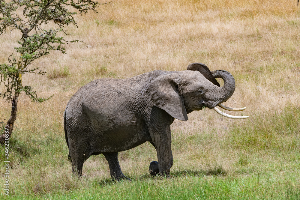 playful young female elephant with trunk raised in savannah of the Masai mara
