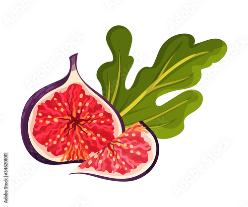 Fig Fruit Cross Section Showing Bright Flesh with Small Seeds Inside Vector Illustration