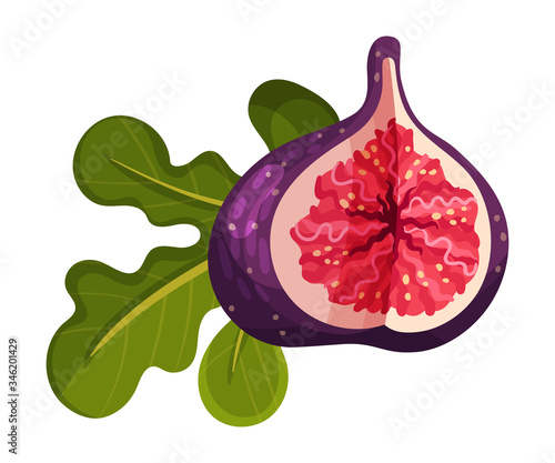 Fig Fruit Cross Section Showing Bright Flesh with Small Seeds Inside Vector Illustration