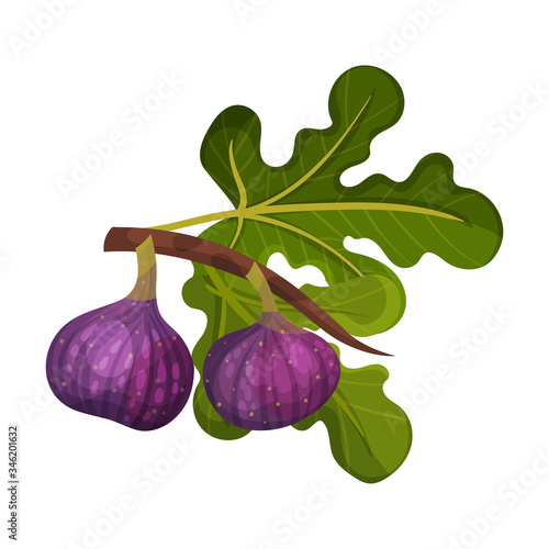 Whole Fig Fruit Hanging From Tree Branch Vector Illustration