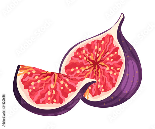 Cross Section of Fig Fruit Showing Bright Flesh with Small Seeds Inside Vector Illustration
