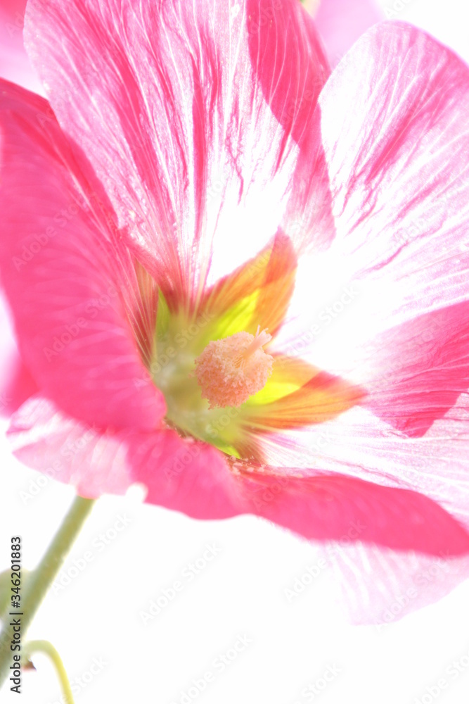 Fototapeta premium 立葵