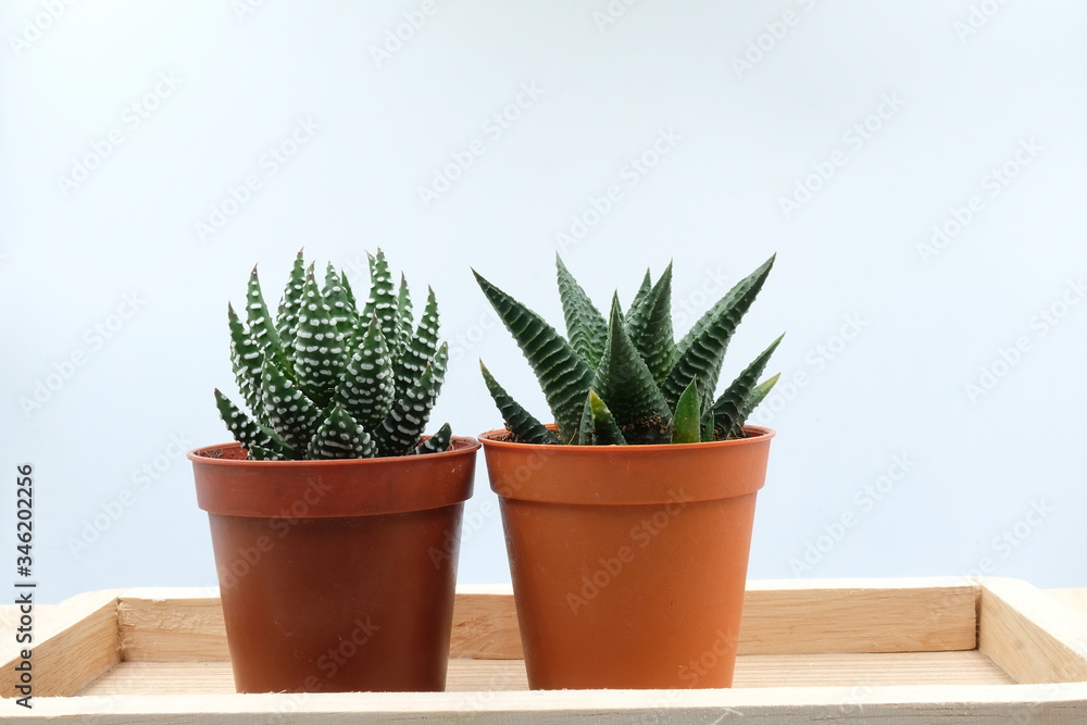 Fototapeta premium twin succulent plant closeup