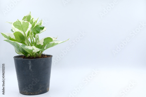 plant in plastic pot isolated on white background