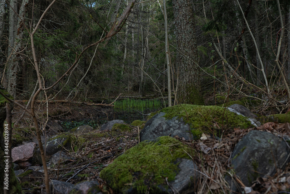 Fototapeta premium Swedish forest. Dark concept. Photo of Scandinavian nature.