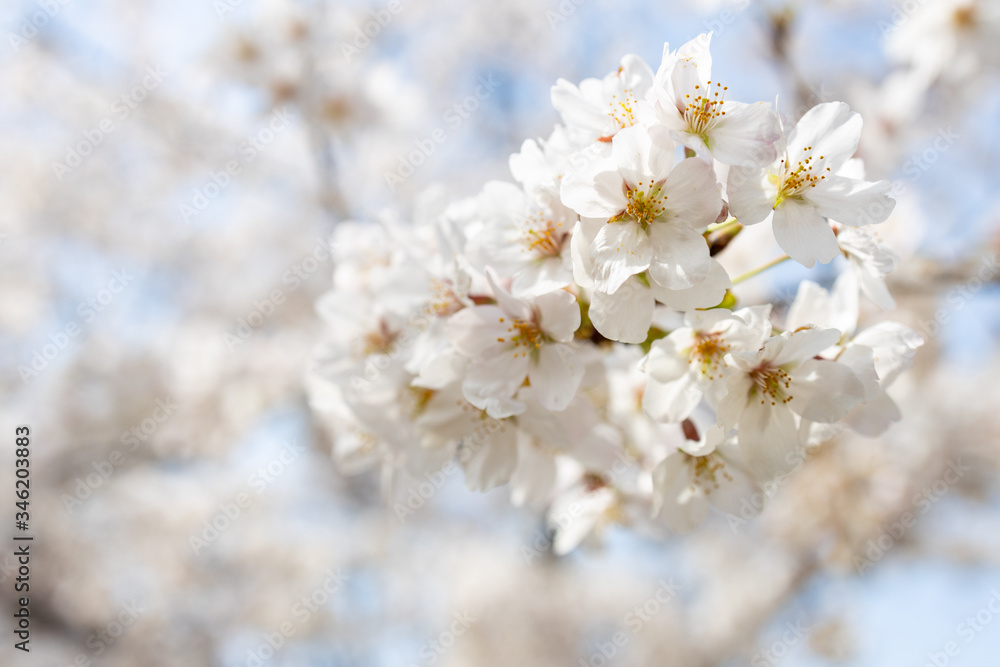 桜, sakura, cherry blossoms