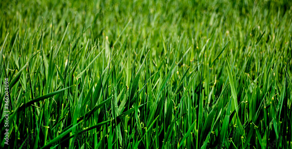 Obraz premium Green grass lawn. Beautiful texture. Golf. Concept for design. Close-up.