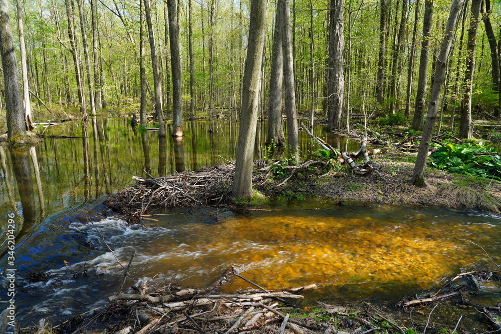 Obraz premium View of a beaver habitat with dams, ponds and trees at the Plainsboro Preserve in New Jersey