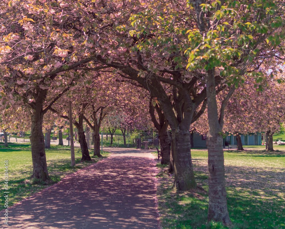 Naklejka premium road in the park sourraunded by bloosom flowers 