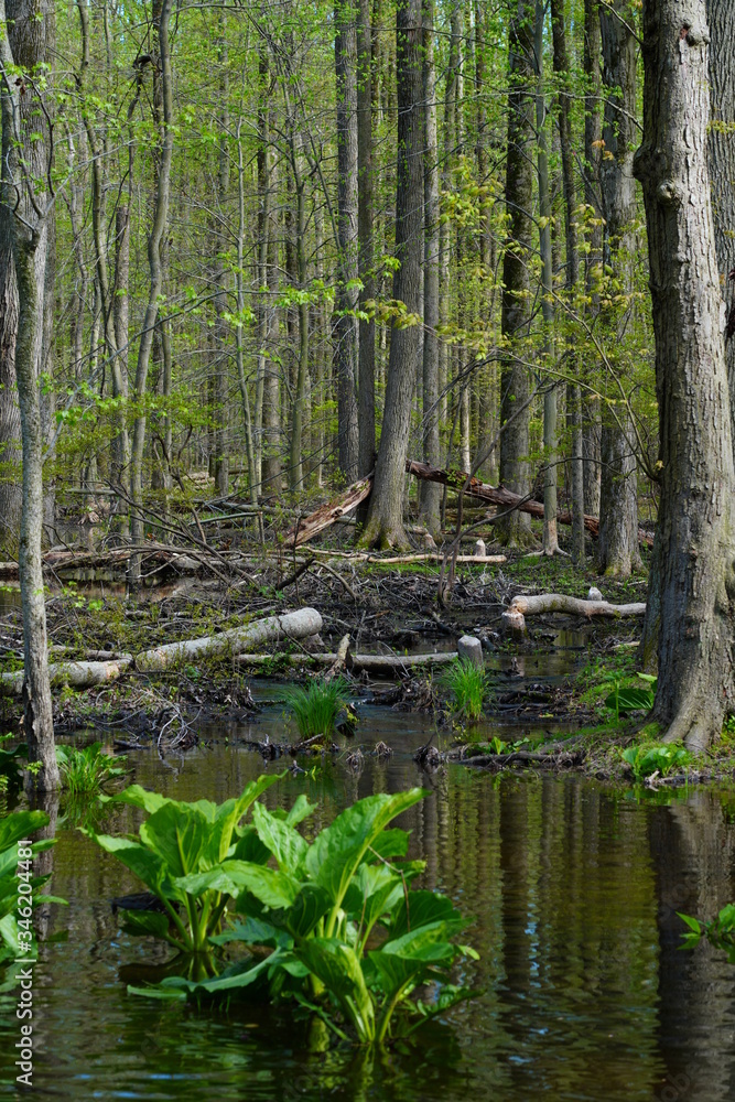 Fototapeta premium View of a beaver habitat with dams, ponds and trees at the Plainsboro Preserve in New Jersey