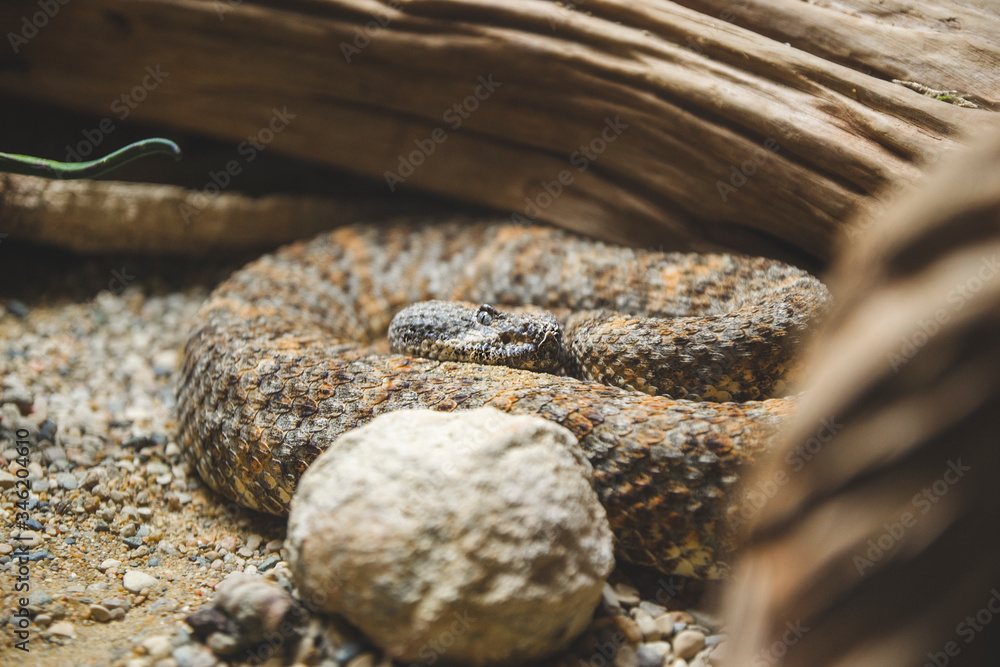 Close up picture of brown yellow rattlesnake with grey blue eye near tree branch in reptile garden on brown background laying on the sand in aquarium. Nature concept of poison venom snakes in the city Close up picture of brown yellow rattlesnake with grey blue eye near tree branch in reptile garden on brown background laying on the sand in aquarium. Nature concept of poison venom snakes in the city