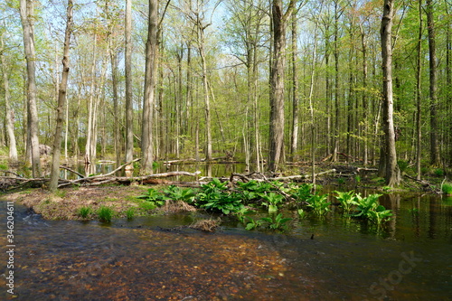 View of a beaver habitat with dams  ponds and trees at the Plainsboro Preserve in New Jersey