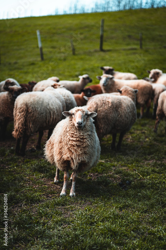 eine Herde Schafe die auf einer Koppel stehen und vereinzelt in die Kamera starren
