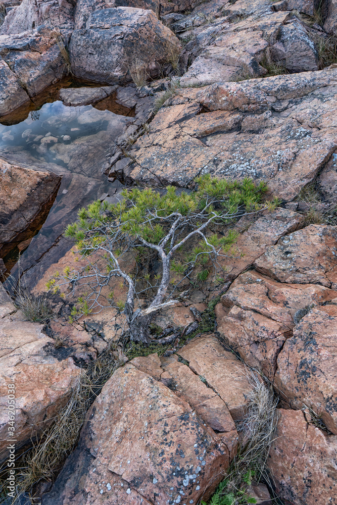 The pine grew among the rocks. Scandinavian landscape. Swedish nature.