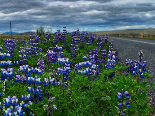 Lupinus flower next to route 32 in Iceland. Cloudy sky on a trip. Purple flowers next to car road. 