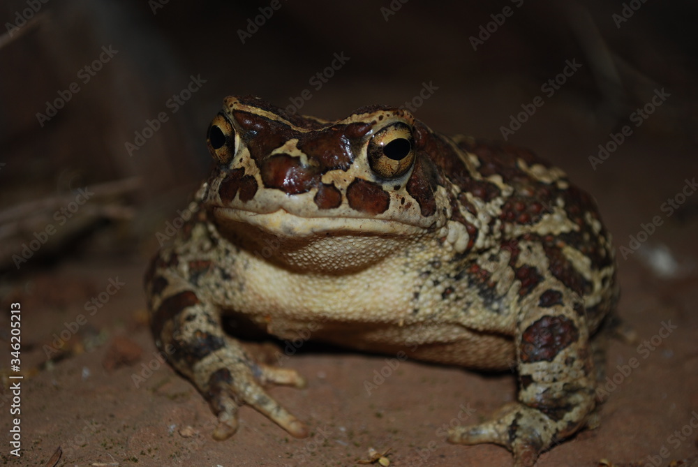 Magic frog Magic frog