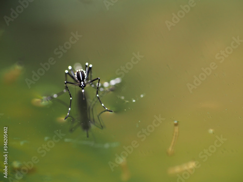 Macro of Aedes mosquito on still water