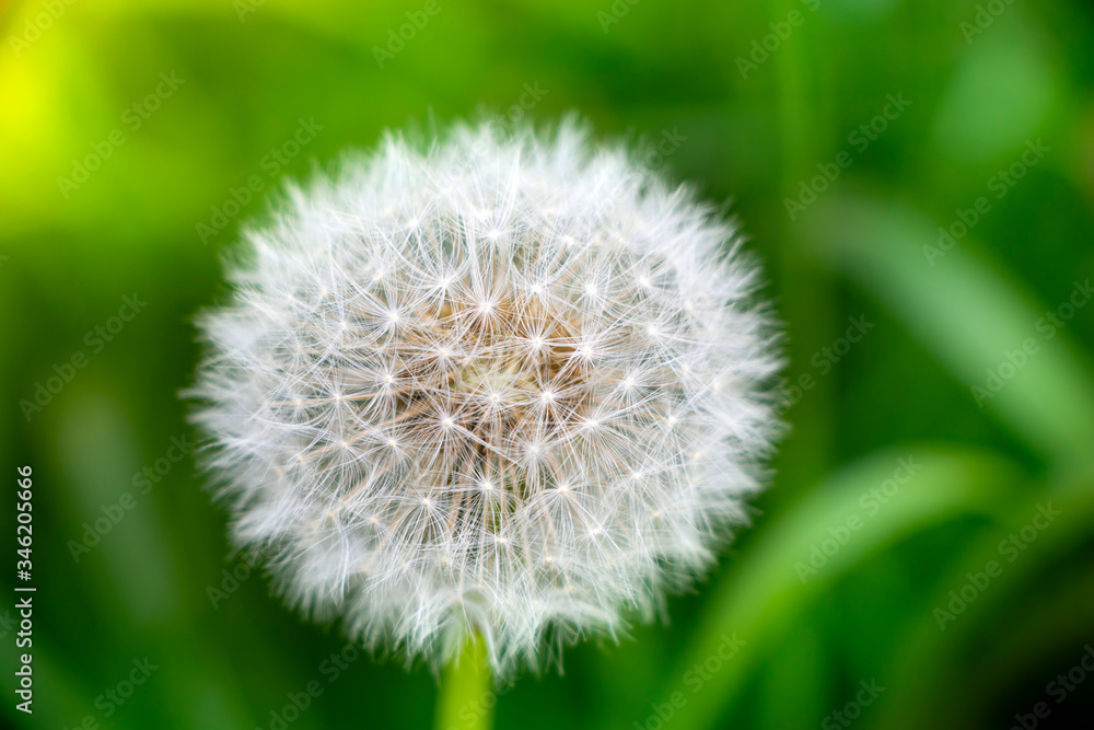 White flowering dandelion. Blurred background. Plant seeds. Weed. Concept for design. Close-up. White flowering dandelion. Blurred background. Plant seeds. Weed. Concept for design. Close-up.