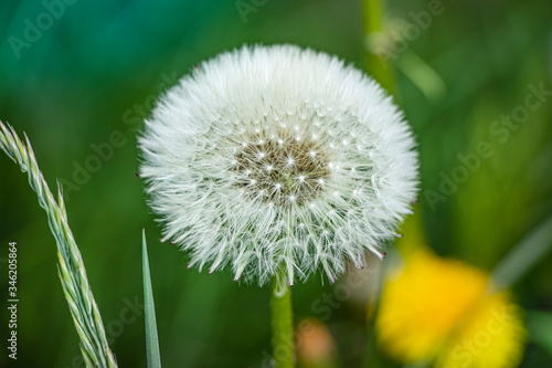 White flowering dandelion. Blurred background. Plant seeds. Weed. Concept for design. Close-up.