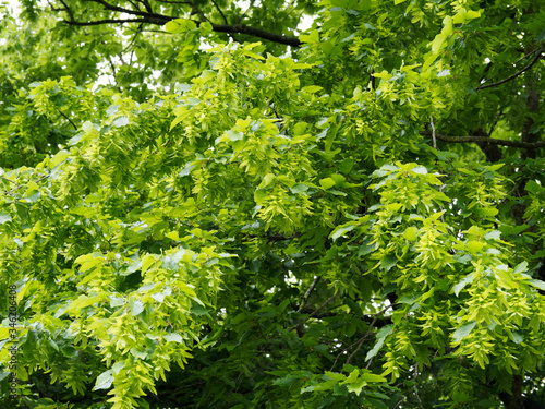 Carpinus betulus ou le charme commun appel   aussi charmille ou faux bouleau au feuillage printanier dense et vert  aux fruits ou samares en grappes pendantes