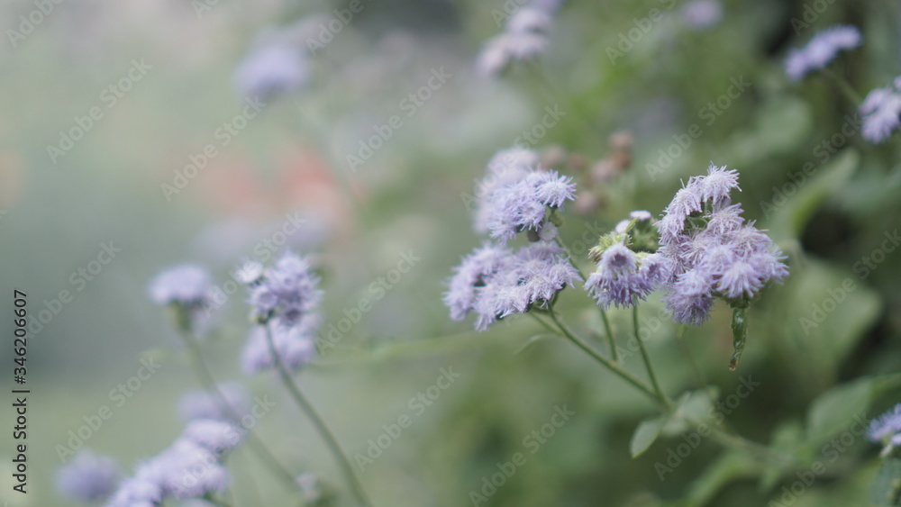 Ageratum flower in a smoky atmosphere in a bloomed garden outdoors. Ageratum flower in a smoky atmosphere in a bloomed garden outdoors.