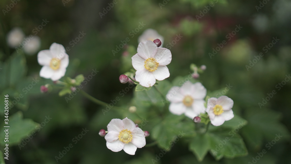 Chamomile in a beautiful green garden. The background is covered with bokeh.