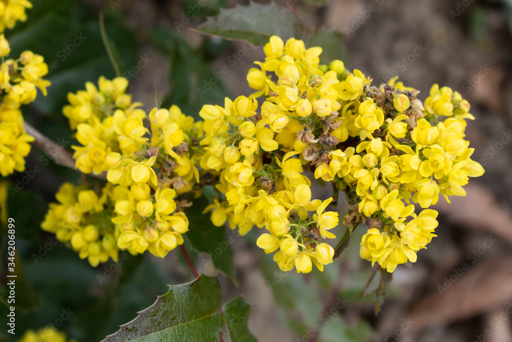 Yellow blossoms in the spring of the bush of mahonia holly.
