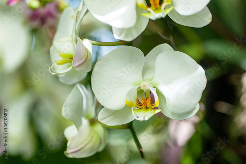 Close-up of a blossom of white orchids stock photo