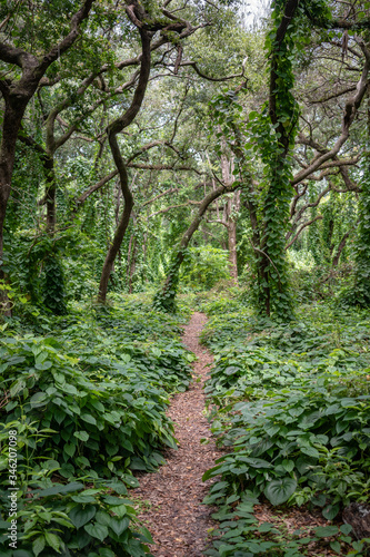 path in the forest