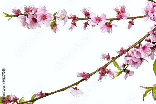 branches with pink sakura flowers closeup © Aleda