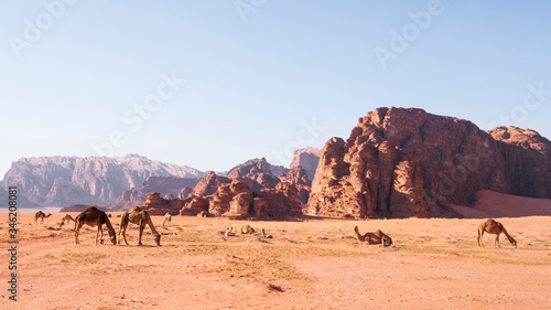 herd of camels  grazes  in the sands of the Wadi Rum desert in Jordan