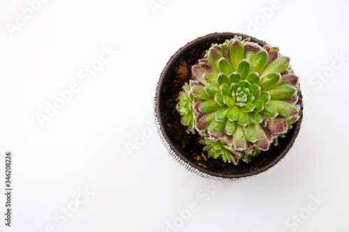 Succulent in a ceramic pot on a white background