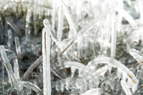 Close-up on a frozen plant-1